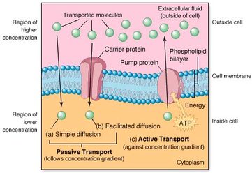 Steroid function in cell membrane